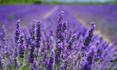 lavanda rasadnik