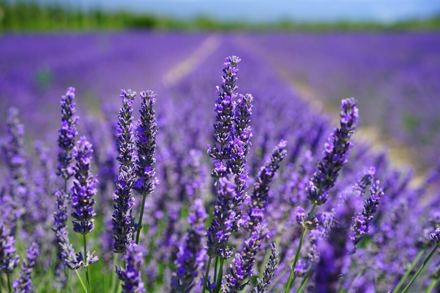 lavanda rasadnik